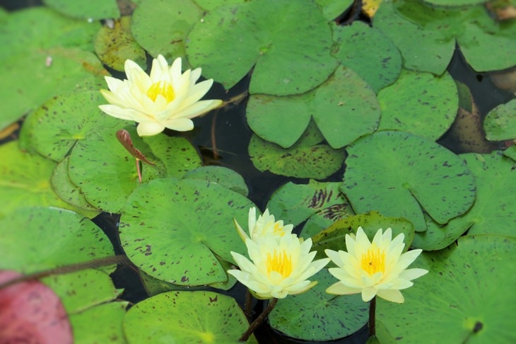 浪花拍打着心田 浪花拍打着心田