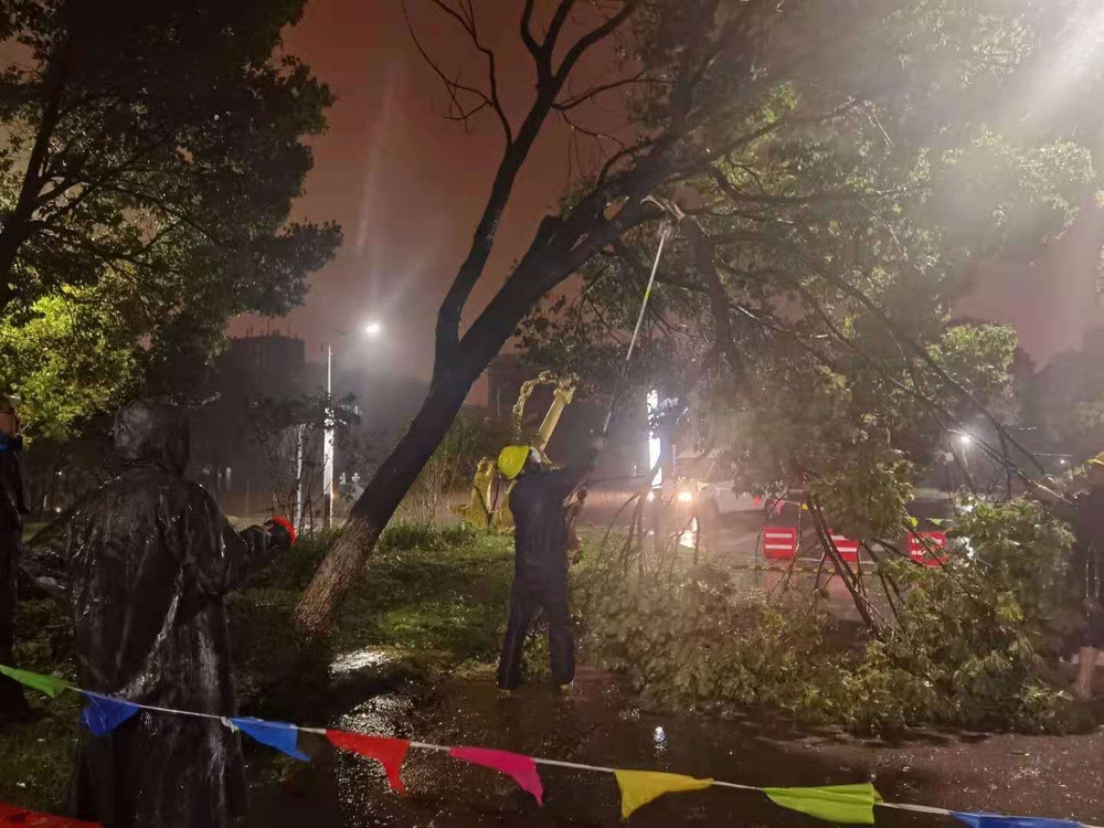 工作人员半夜冒雨对3号门倒伏树木进行修枝、固定
