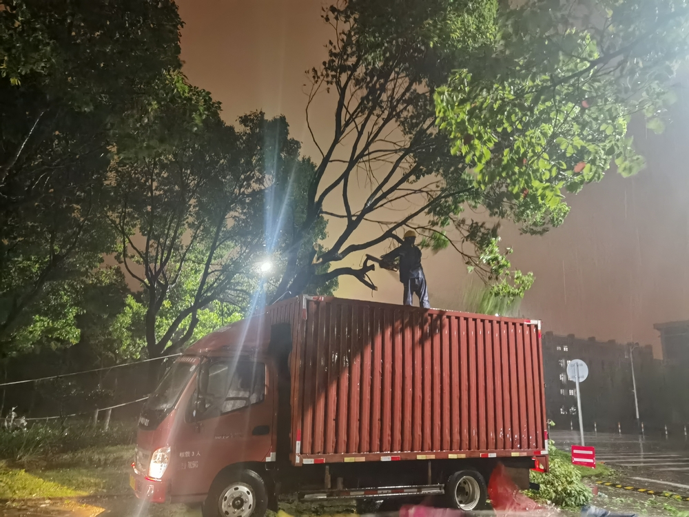 工作人员半夜冒雨对3号门倒伏树木进行修枝、固定